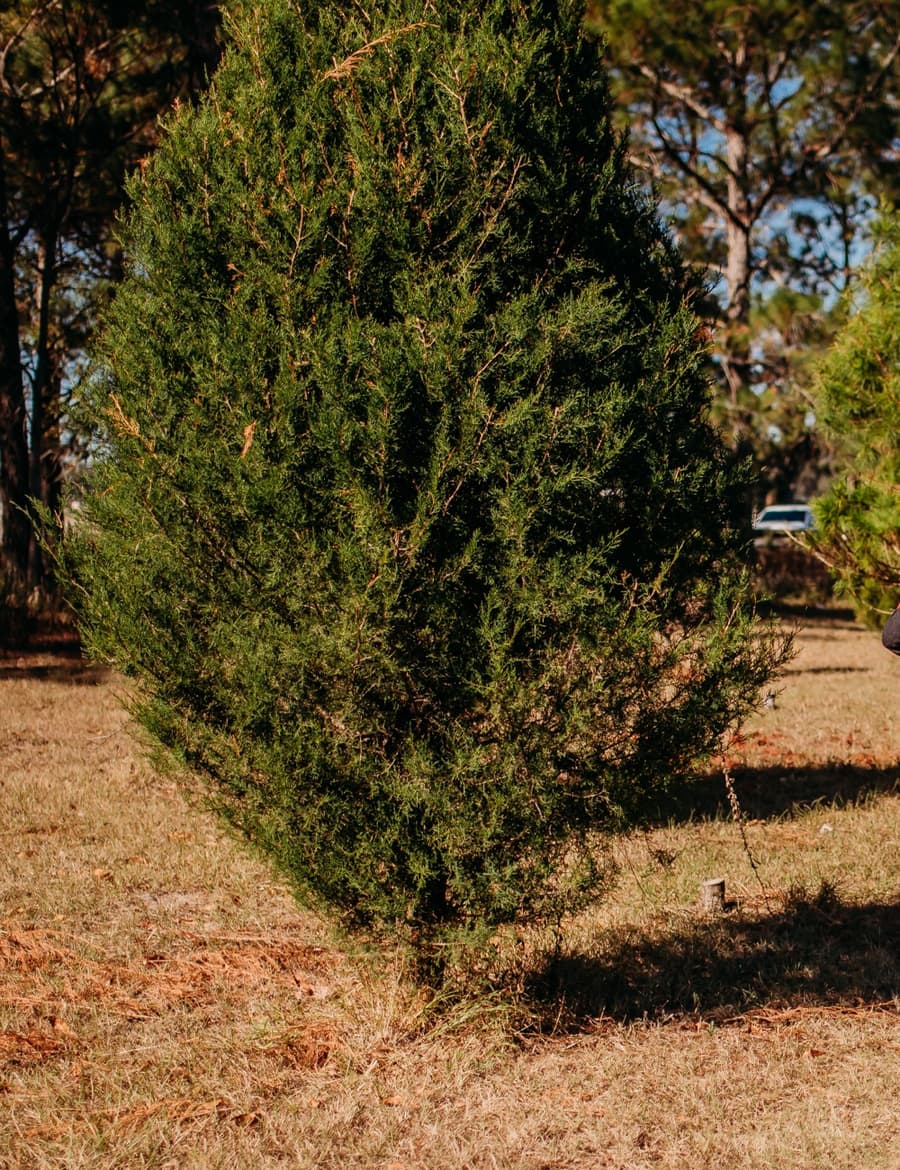 A full, deep-green Southern Cedar growing in the field at Aimee's Acres