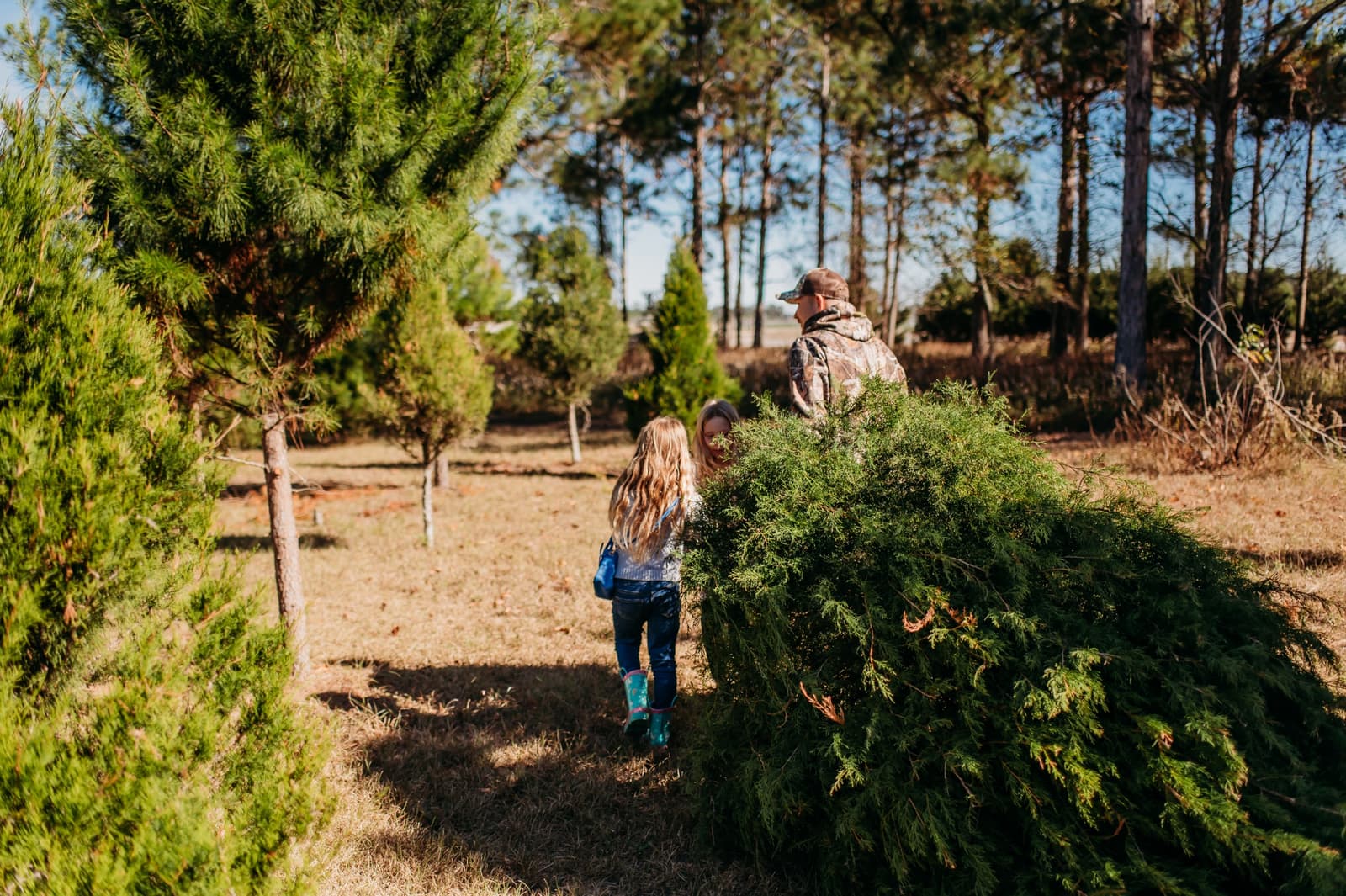 A dad and two girls hauling their fresh-cut cedar home through the rows at Aimee's Acres
